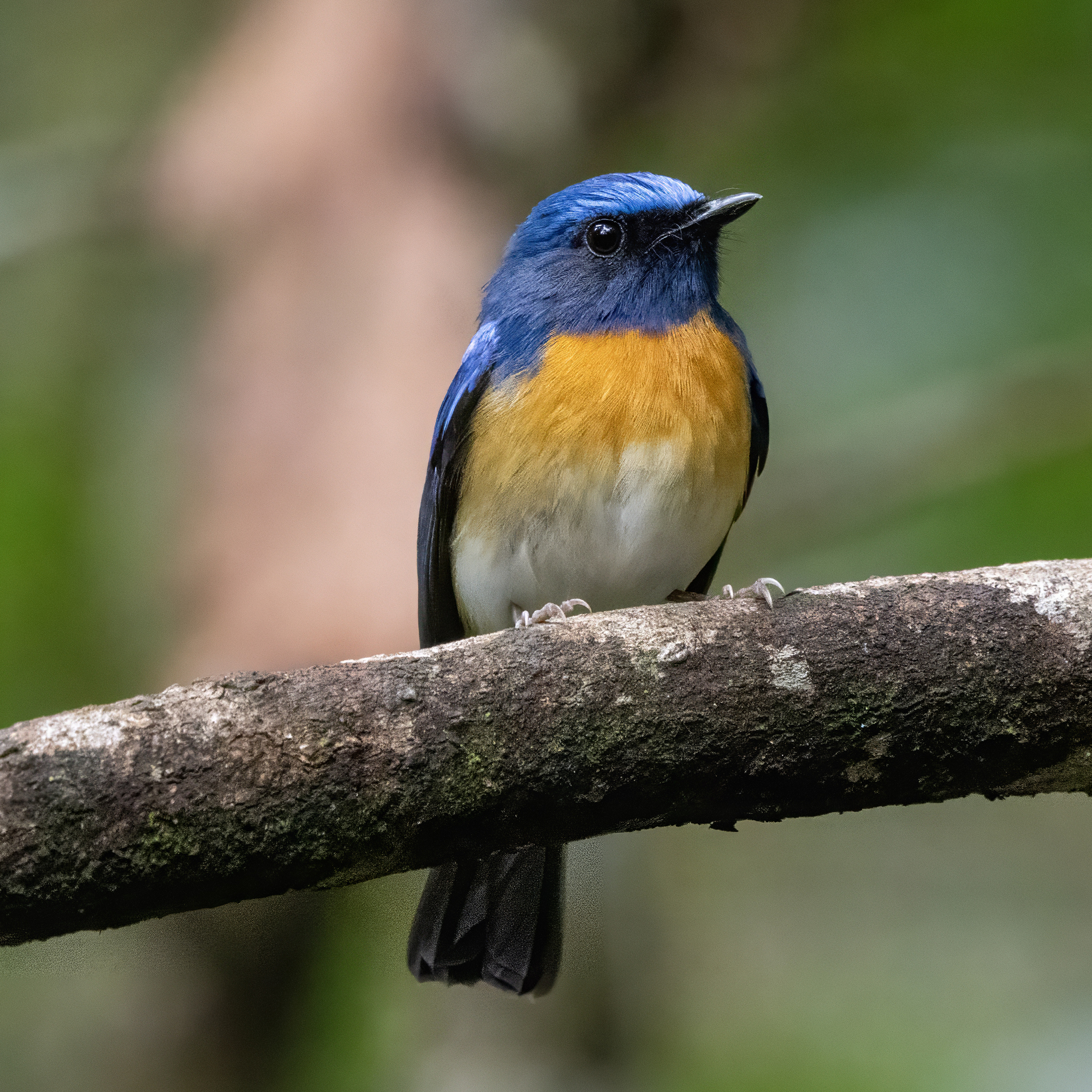 Hainan Blue Flycatcher (Cyornis hainanus), photo 4