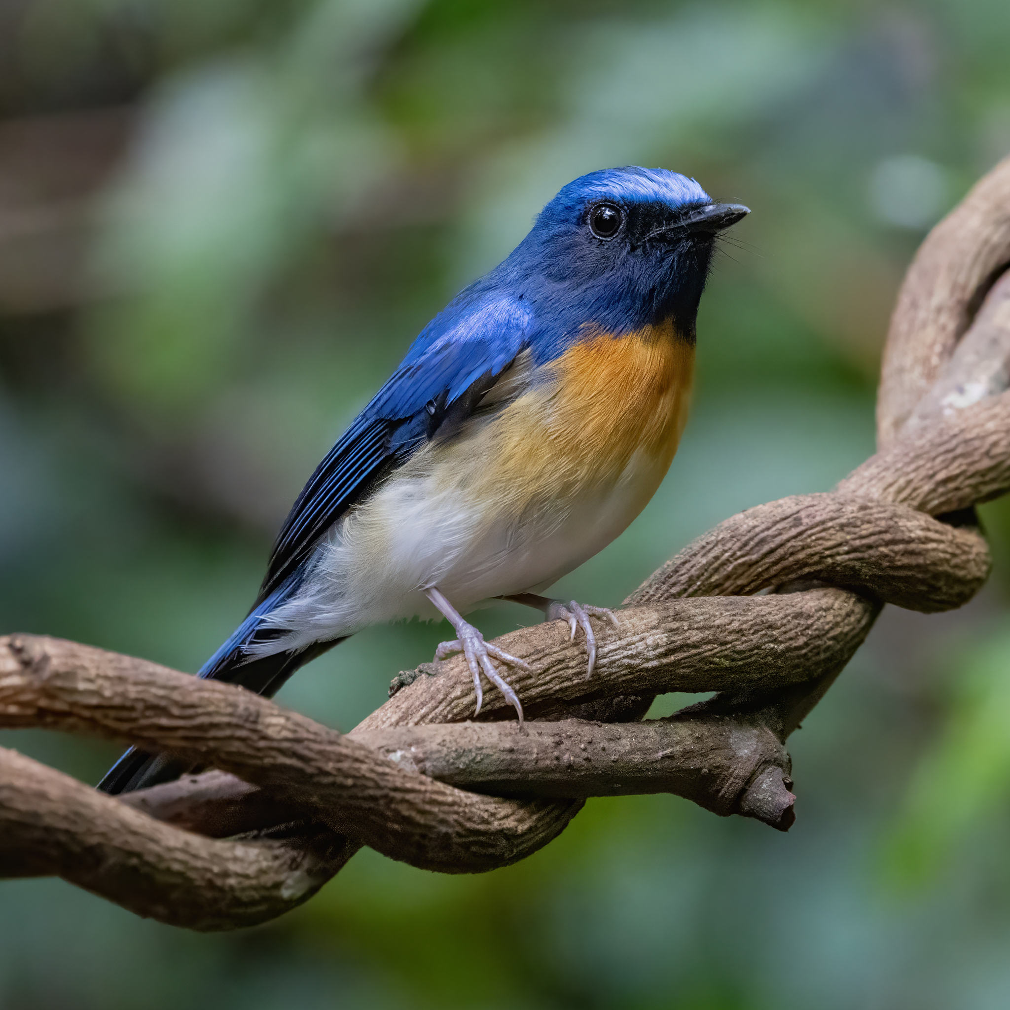 Hainan Blue Flycatcher (Cyornis hainanus), photo 5