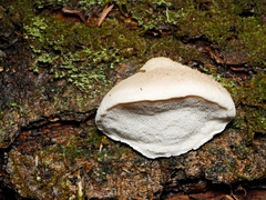 Postia lactea