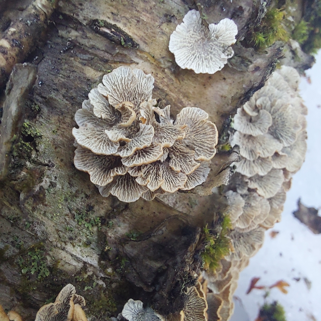 Plicatura crispa · March 2026 · photo: © tracysherbrook2 (iNaturalist, cc0)