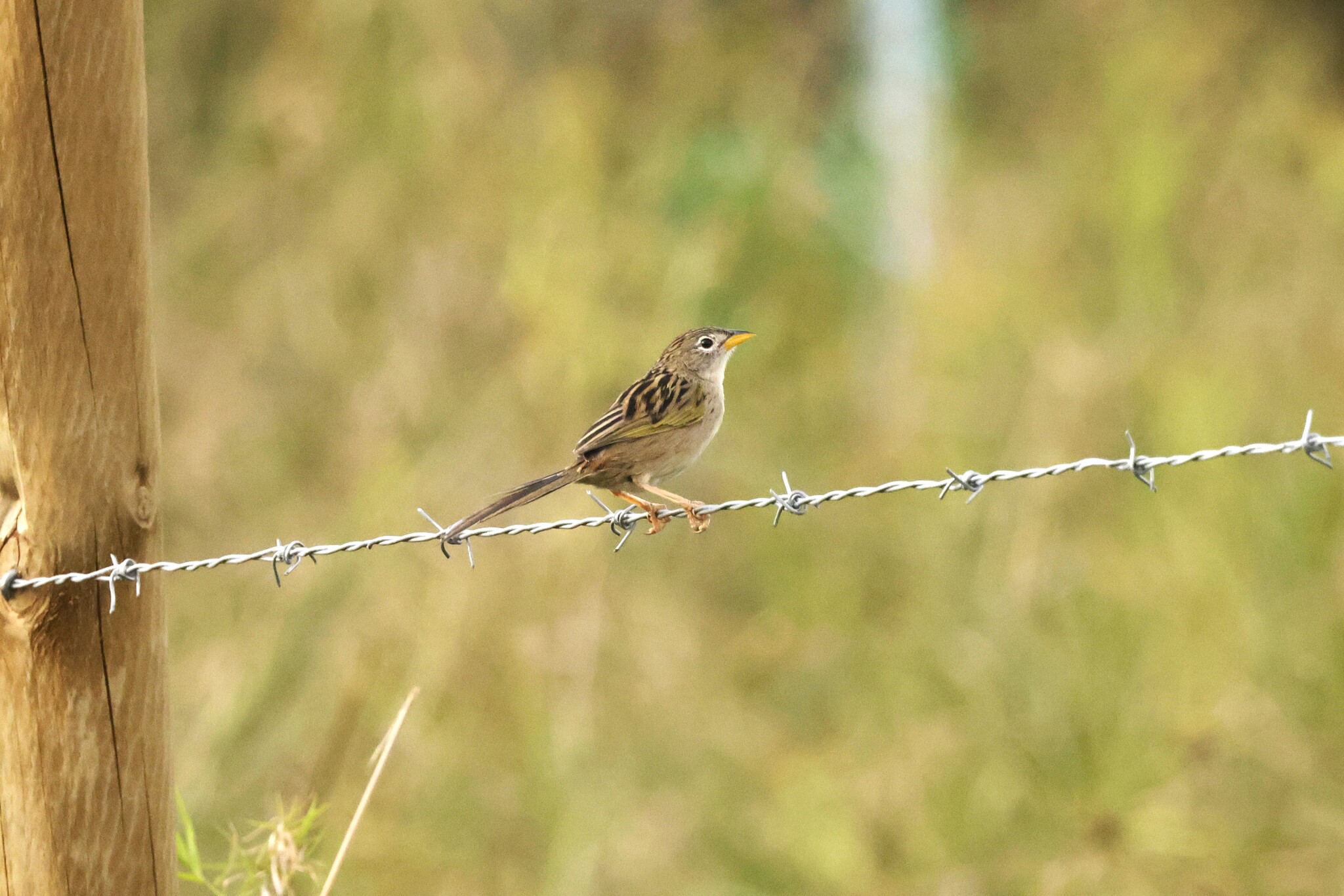 Wedge-tailed Grass Finch (Emberizoides herbicola), photo 6