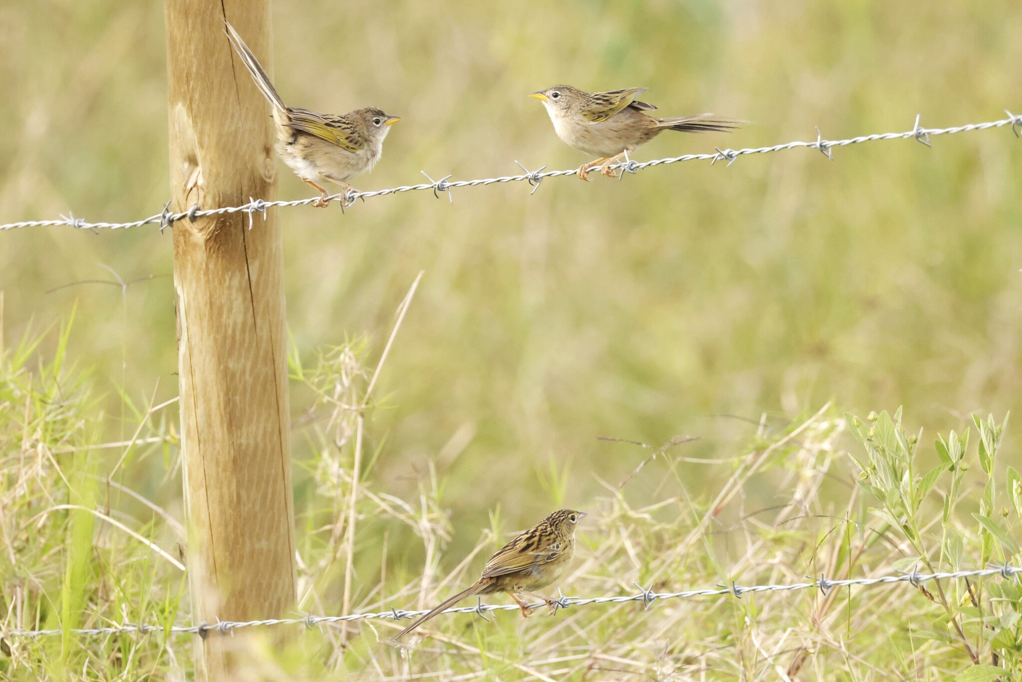 Wedge-tailed Grass Finch (Emberizoides herbicola), photo 7