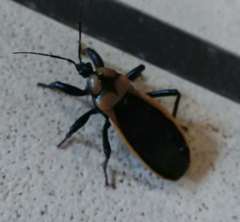 Ectrichodia crux