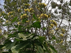 Macrocarpaea macrophylla