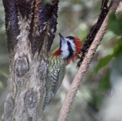 Xiphidiopicus percussus