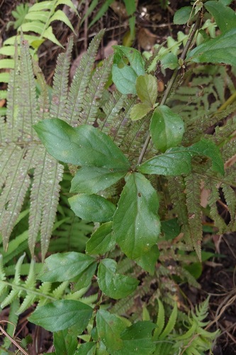 Big-flowered Blumea (Blumea megacephala)