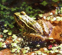 Lithobates kauffeldi
