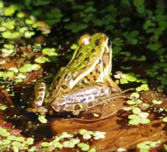 Lithobates kauffeldi