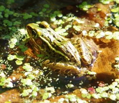 Lithobates kauffeldi