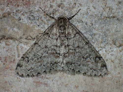 Toothed Phigalia Moth photo 4