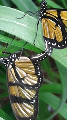 Methona themisto