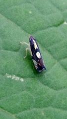 Diedrocephala variegata