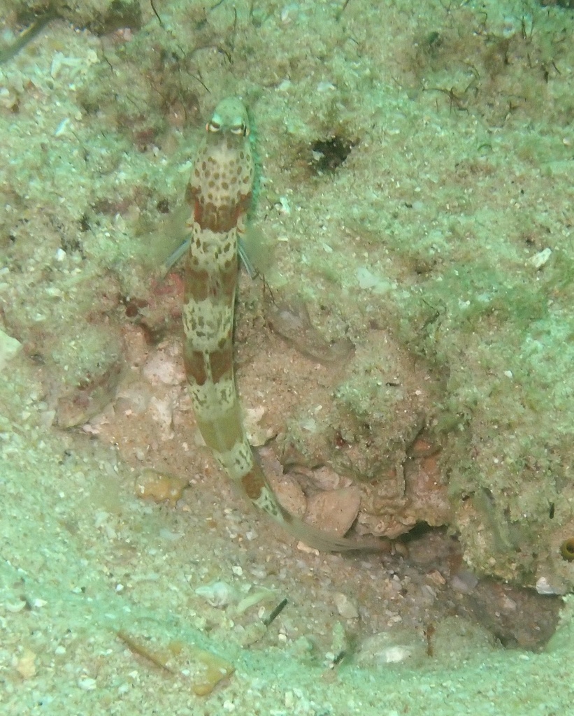 Broad-banded Shrimp-goby