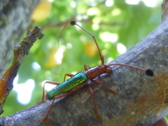 Compsocerus violaceus