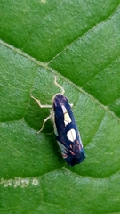 Diedrocephala variegata