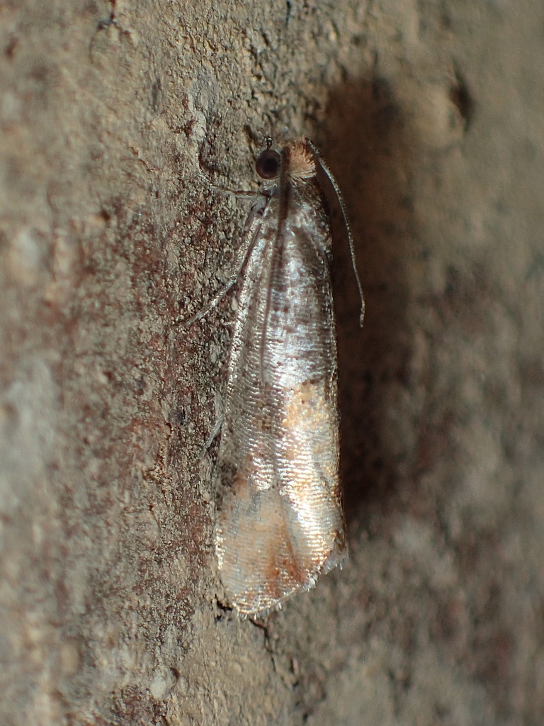 Red Pine Tip Moth