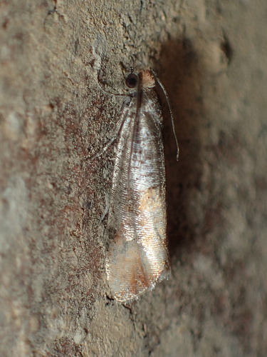 Red Pine Tip Moth