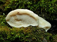 Postia lactea