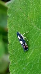 Diedrocephala variegata