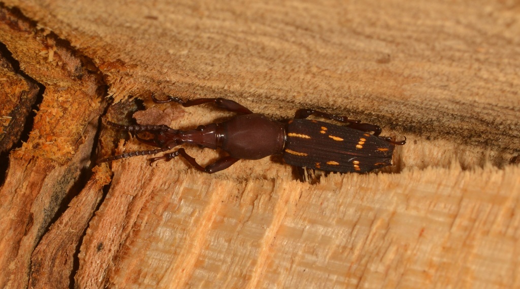 Estenorhinus exsertus