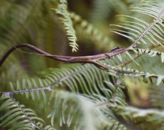 Anolis alutaceus