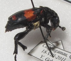 Nicrophorus hebes