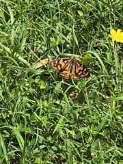 Heteronympha paradelpha