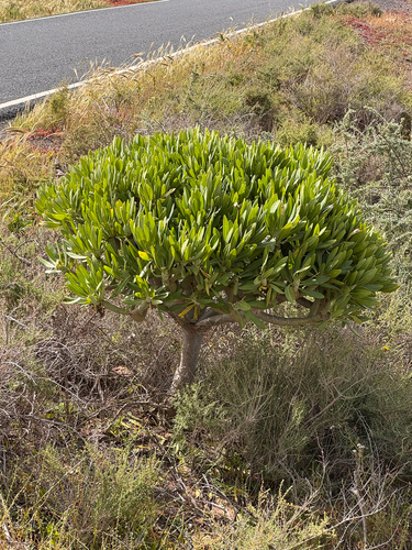 Kleinia neriifolia (Kleinia neriifolia)