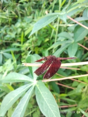 Neurothemis fluctuans