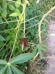 Neurothemis fluctuans