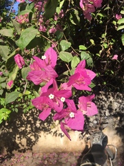 Bougainvillea spectabilis
