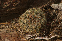 Mammillaria jaliscana jaliscana