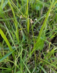 Eleocharis geniculata