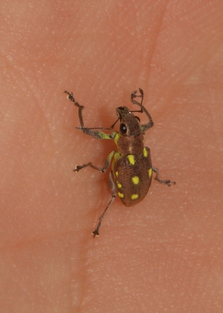 Naupactus serieguttatus