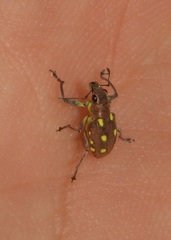 Naupactus serieguttatus