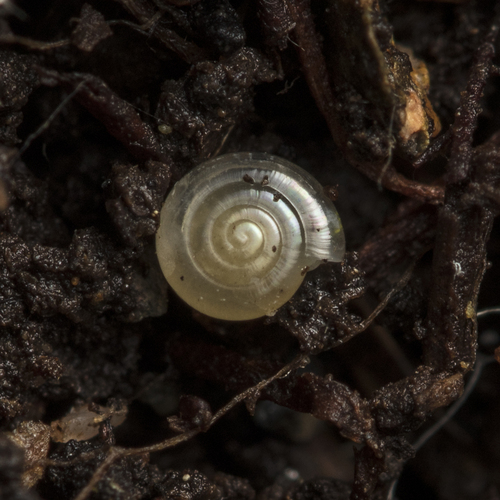 Milky Crystal Snail