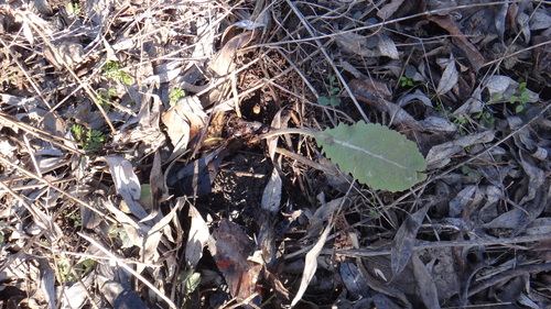 Nettle-leaved Mullein (Verbascum chaixii)