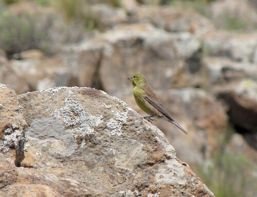 iNaturalist image