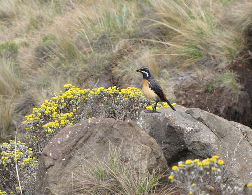 iNaturalist image