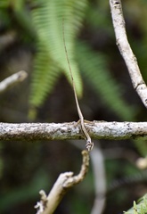 Anolis alutaceus