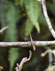 Anolis alutaceus