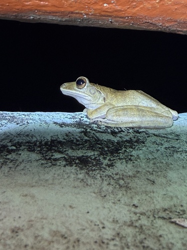 Spot-legged Tree Frog