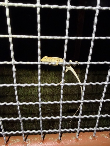 Thai Garden Lizard