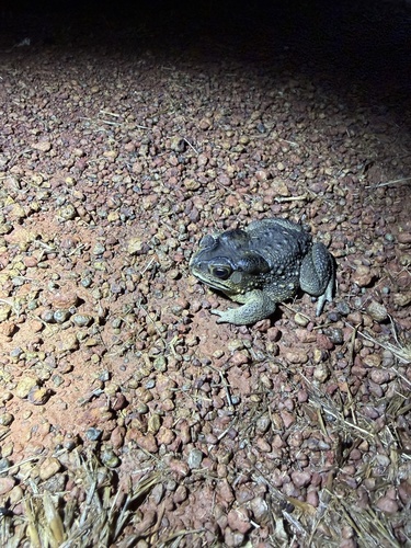 Asian Common Toad