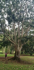 Wallaceodendron celebicum