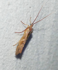 Nemotaulius hostilis