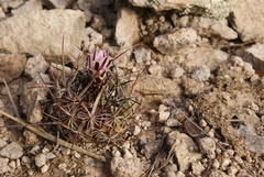 Echinofossulocactus tetraxiphus