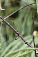 Anolis alutaceus