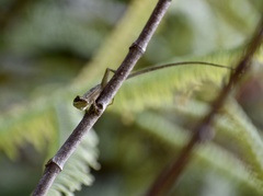 Anolis alutaceus