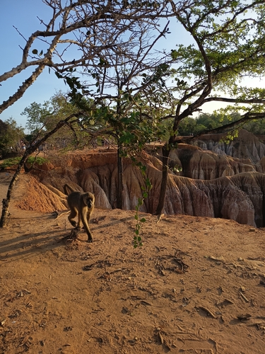 Yellow Baboon